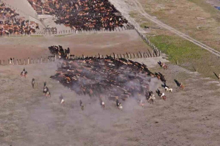 Las actuaciones resultaron en el secuestro de alrededor de 7.000 cabezas de ganado que presentaban irregularidades