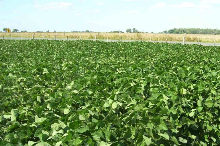 Con el suelo más húmedo con las lluvias recientes
