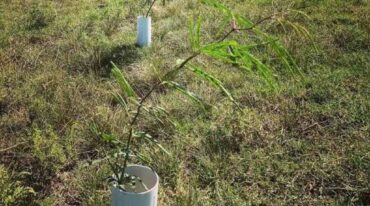 Esta movida tiene impacto enorme en la biodiversidad de la zona porque la reserva Tachurí está ubicada en un terreno inundable. Instagram.