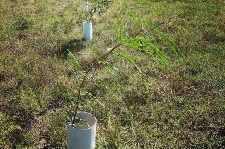 Esta movida tiene impacto enorme en la biodiversidad de la zona porque la reserva Tachurí está ubicada en un terreno inundable. Instagram.