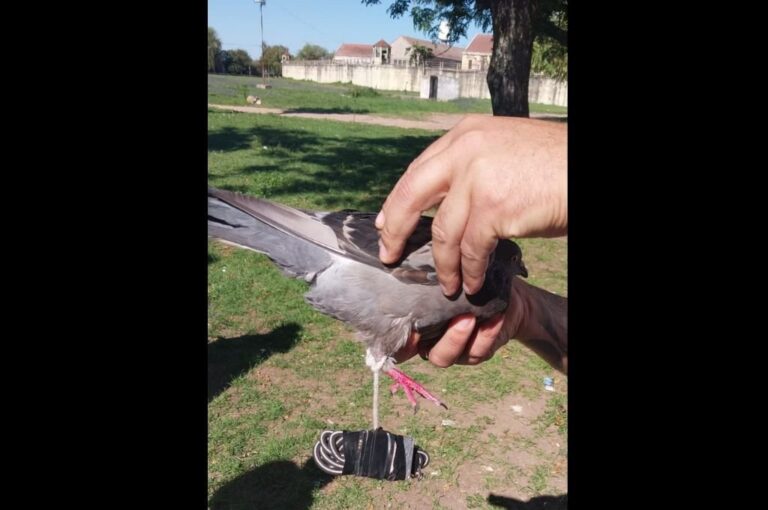 El ave tenía una soga atada a una de sus patas y en el otro extremo había una resistencia eléctrica y una batería de teléfono celular. Gentileza.