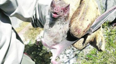Continental. La dispersión del vampiro se registra desde el Paralelo 31° Latitud Sur hacia el norte hasta EE.UU. "Es el área endémica de rabia paresiante"