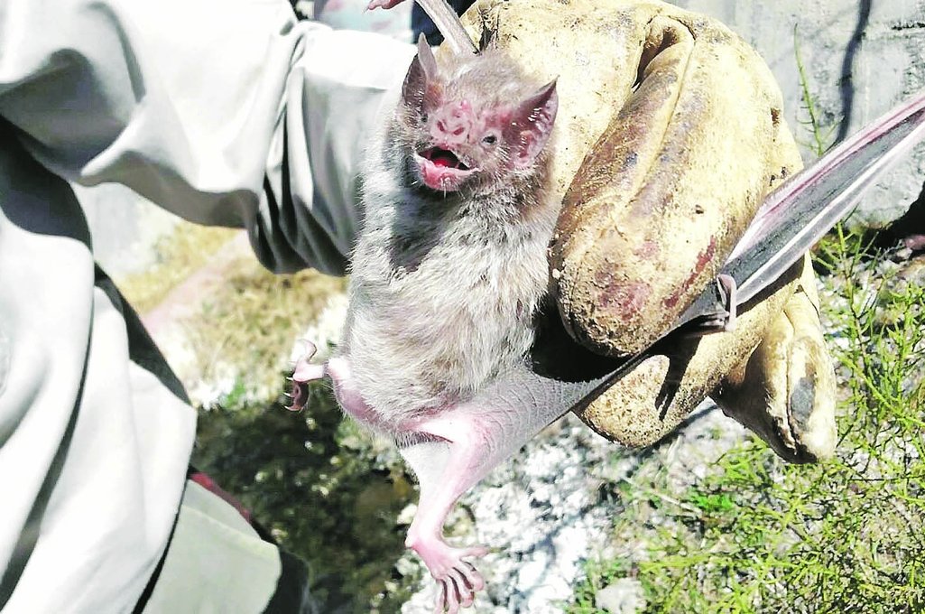 Continental. La dispersión del vampiro se registra desde el Paralelo 31° Latitud Sur hacia el norte hasta EE.UU. "Es el área endémica de rabia paresiante"