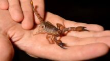 Al chiquito lo picó un alacrán en el brazo derecho