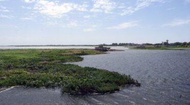 Camalotes y otras plantas acuáticas vuelven a decir presente en la zona de los pilotes del desaparecido puente del ferrocarril. Guillermo Di Salvatore