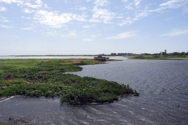 Camalotes y otras plantas acuáticas vuelven a decir presente en la zona de los pilotes del desaparecido puente del ferrocarril. Guillermo Di Salvatore