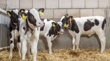 Además de mejorar la producción de leche y la calidad del producto