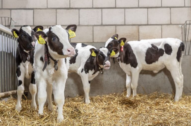 Además de mejorar la producción de leche y la calidad del producto