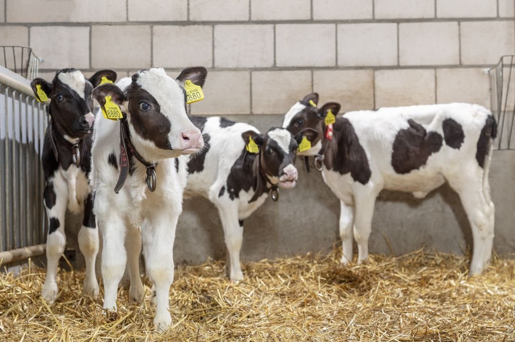 Además de mejorar la producción de leche y la calidad del producto