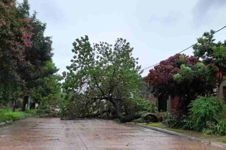 El viento provocó la caída de árboles en la ciudad. Mirador Provincial.