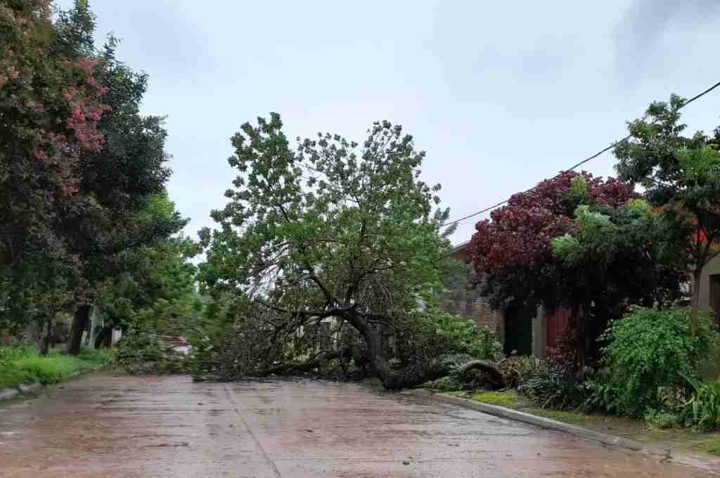 El viento provocó la caída de árboles en la ciudad. Mirador Provincial.