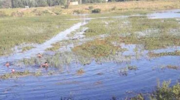 Sus propios amigos buscaron al joven en el bañado hasta que hallaron su cadáver sumergido. Gentileza.