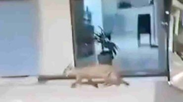 El animal deambuló por el centro y luego fue atrapado. Gentileza.