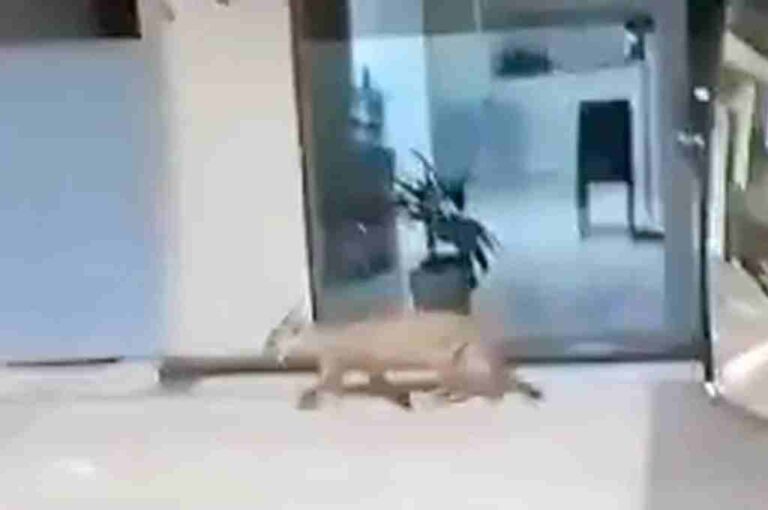 El animal deambuló por el centro y luego fue atrapado. Gentileza.