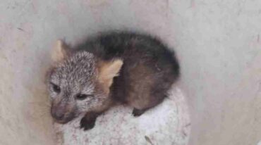El zorrito ya rescatado. Gentileza.