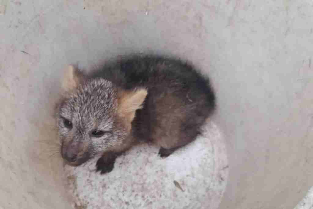 El zorrito ya rescatado. Gentileza.