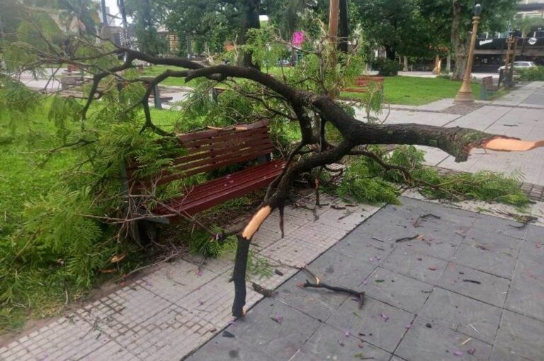 También cayeron árboles en la playa 25 de Mayo