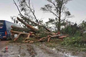 En jurisdicción de El Sombrerito un portentoso eucalipto se vino abajo sobre la traza de la Ruta 11 en la primeras horas de la madrugada del viernes. Gentileza.