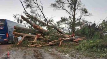 En jurisdicción de El Sombrerito un portentoso eucalipto se vino abajo sobre la traza de la Ruta 11 en la primeras horas de la madrugada del viernes. Gentileza.