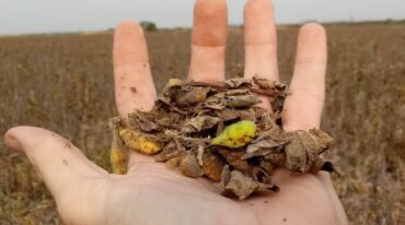La histórica sequía provocó grandes inconvenientes en toda la cadena de producción y comercialización del agro