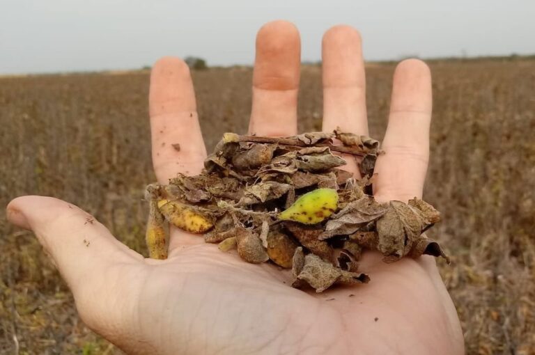 La histórica sequía provocó grandes inconvenientes en toda la cadena de producción y comercialización del agro