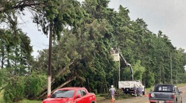 La tormenta derribó árboles en toda la ciudad. En la imagen