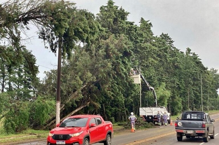 La tormenta derribó árboles en toda la ciudad. En la imagen