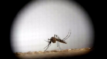 Los casos de dengue están "dentro de lo esperado"