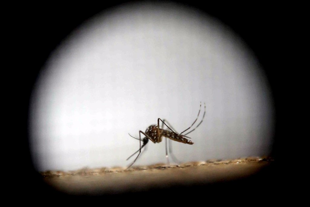Los casos de dengue están "dentro de lo esperado"