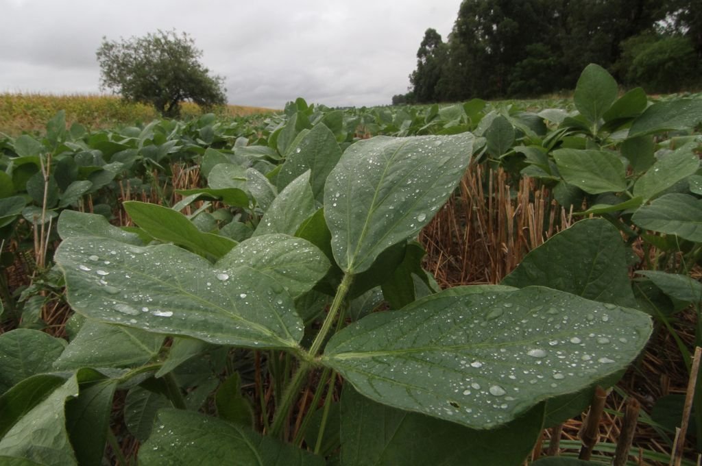 'Vamos a tener lluvias entre marzo y abril
