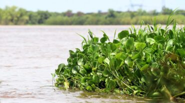La laguna Setúbal cambia al ritmo de las crecidas y bajantes del río Paraná. De fondo