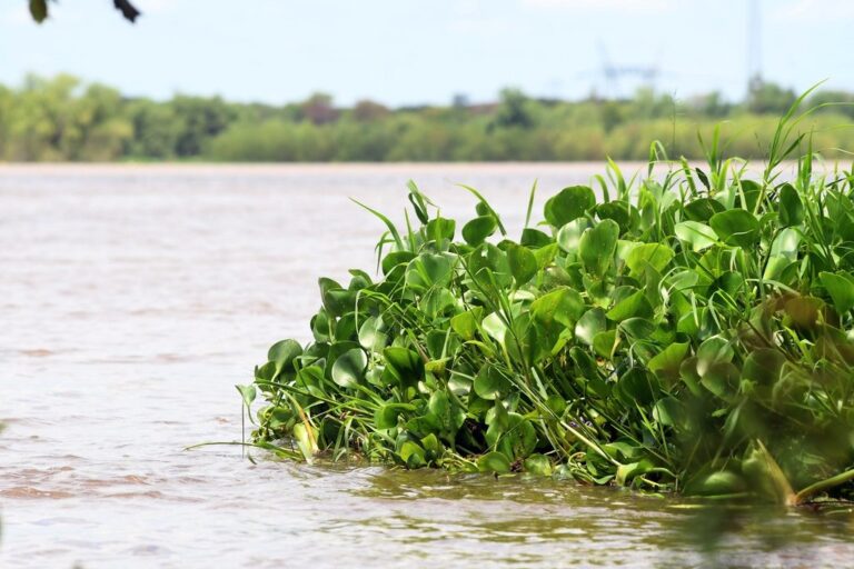 La laguna Setúbal cambia al ritmo de las crecidas y bajantes del río Paraná. De fondo