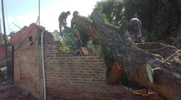 Un árbol de gran porte cayó sobre una casa en Bajada Grande.