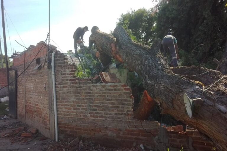 Un árbol de gran porte cayó sobre una casa en Bajada Grande.