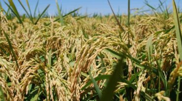 Oryza Sativa (Aldebarán SF) es una variedad de arroz largo fino