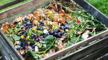 El compost es el resultado de un proceso biológico que tiene el objetivo de estabilizar e higienizar los residuos orgánicos para que estos puedan ser utilizados como fertilizante. Este proceso se conoce como compostaje. Gentileza