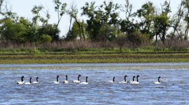 Reclamaron a las autoridades interprovinciales a cargo del humedal que realicen estudios del estado de la fauna