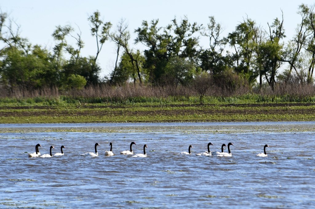 Reclamaron a las autoridades interprovinciales a cargo del humedal que realicen estudios del estado de la fauna