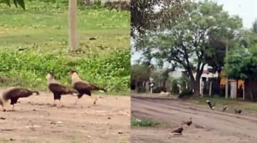 Con los cadáveres de las ratas en las calles