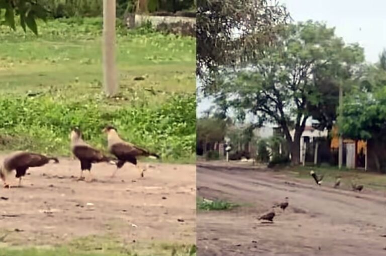 Con los cadáveres de las ratas en las calles