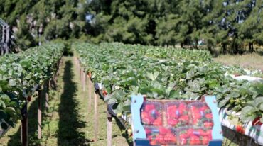 Coronda va a producir entre 40 y 50 hectáreas menos de frutillas. Archivo.