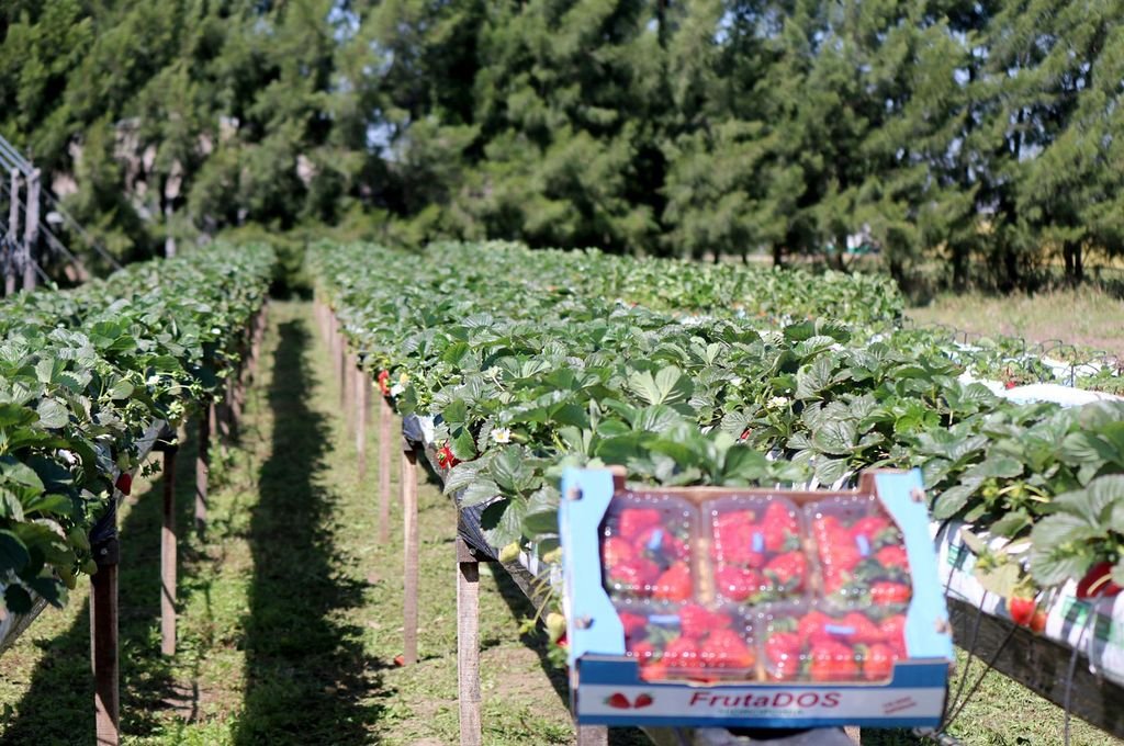 Coronda va a producir entre 40 y 50 hectáreas menos de frutillas. Archivo.