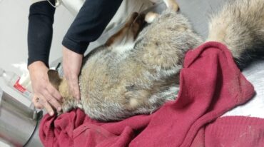 El zorrito fue atendido por el veterinario Pavia. Policía Ecológica.