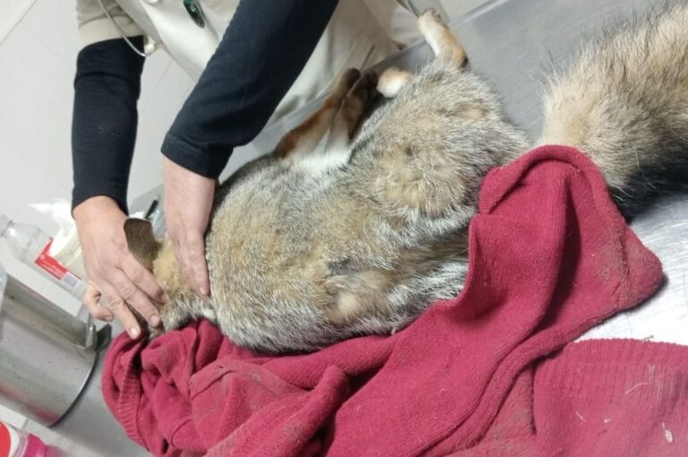 El zorrito fue atendido por el veterinario Pavia. Policía Ecológica.