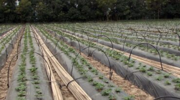 Todo listo: plantines