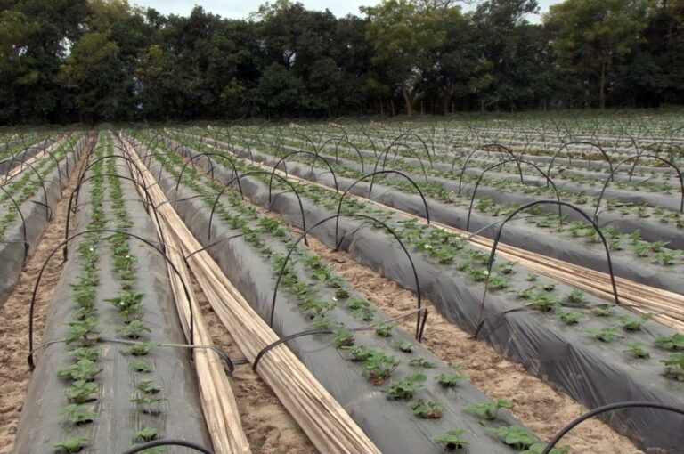 Todo listo: plantines