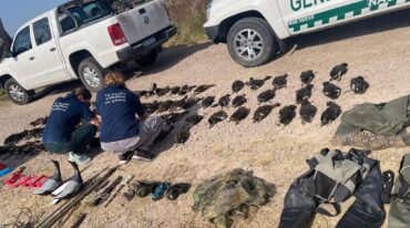 Gendarmería Nacional secuestró 84 piezas de patos silvestres en el norte de la provincia de Santa Fe. Gobierno de la Provincia