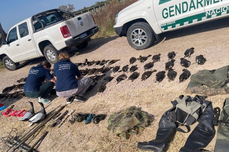 Gendarmería Nacional secuestró 84 piezas de patos silvestres en el norte de la provincia de Santa Fe. Gobierno de la Provincia