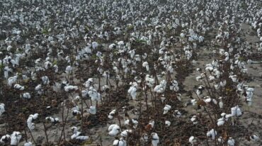 Lote con algodón; en estado de madurez fisiológica