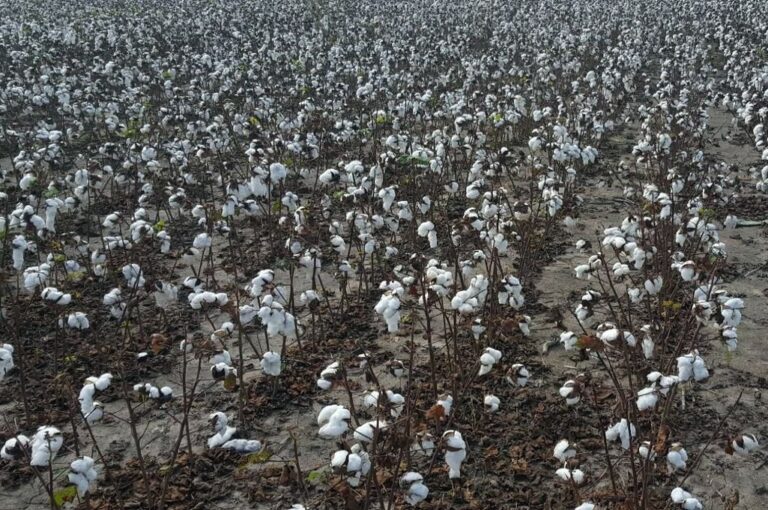 Lote con algodón; en estado de madurez fisiológica